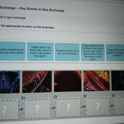 Bioflix activity gas exchange path of air