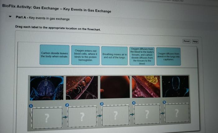 Bioflix activity gas exchange path of air