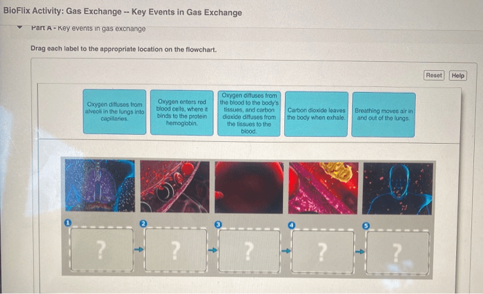 Bioflix activity gas exchange path of air