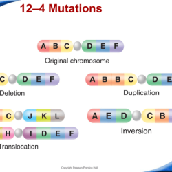 Match the description with the correct chromosomal structure.