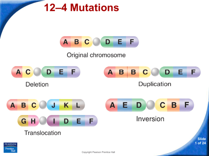 Match the description with the correct chromosomal structure.