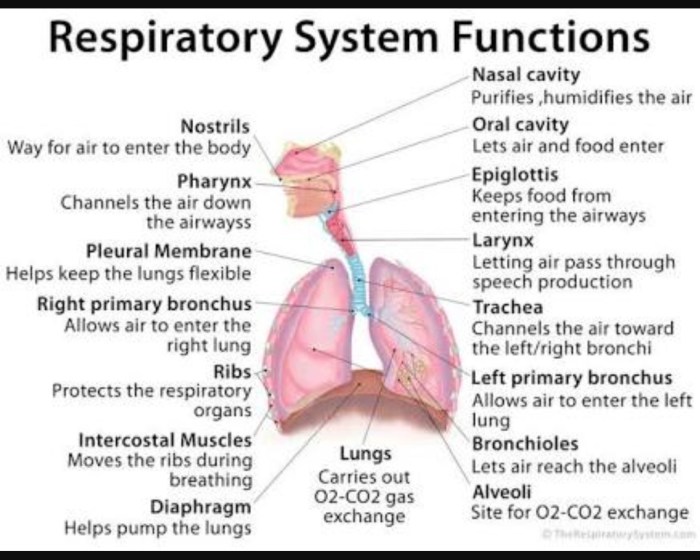 Human respiratory system crossword answer key