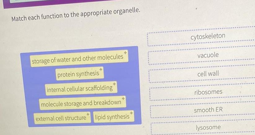 Match each function to the appropriate organelle