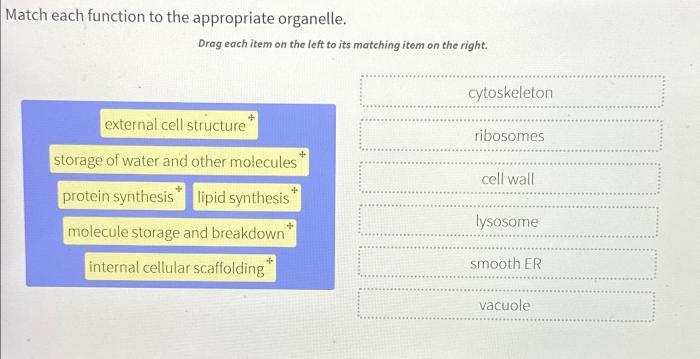 Organelle