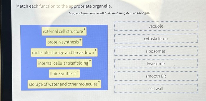 Match each function to the appropriate organelle