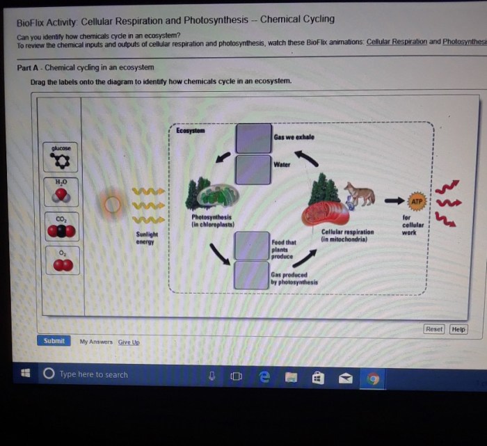 Bioflix activity cellular respiration and photosynthesis energy flow