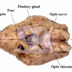 Ventral structures dissection