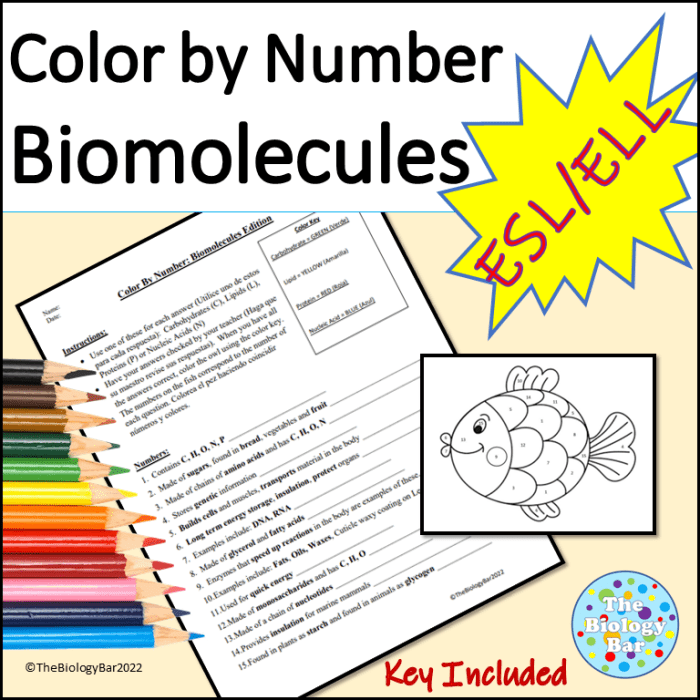 Color by number biomolecules edition answer key