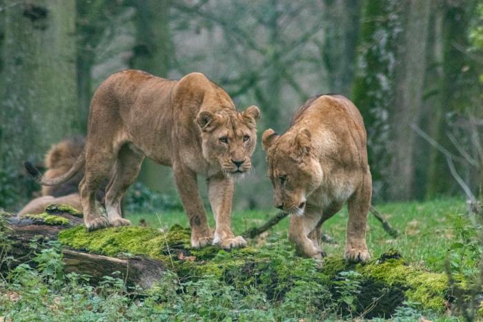 Wildlife dibang arunachal