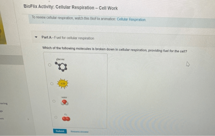 Bioflix respiration cellular photosynthesis been