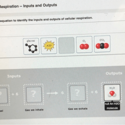 Bioflix activity cellular respiration and photosynthesis energy flow