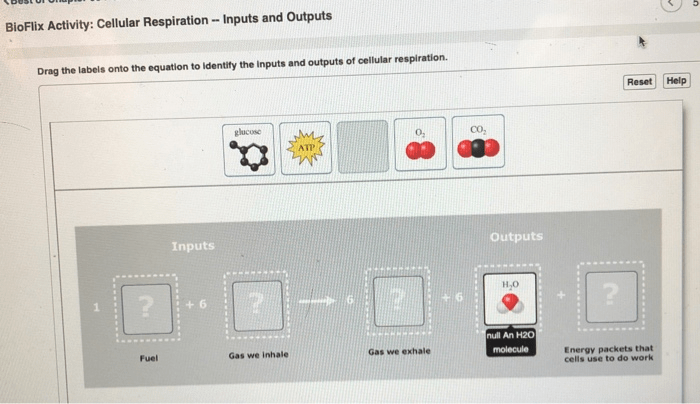 Bioflix activity cellular respiration and photosynthesis energy flow