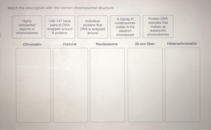 Match the description with the correct chromosomal structure.