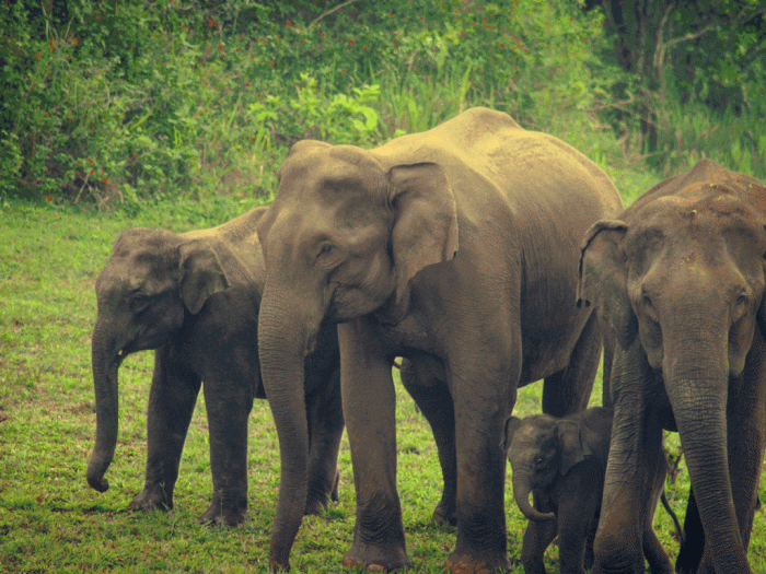 Rajgir sanctuary bihar sanctuaries safari