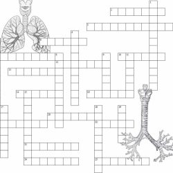 Human respiratory system crossword answer key