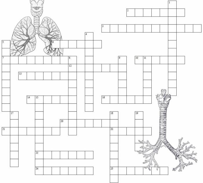 Human respiratory system crossword answer key