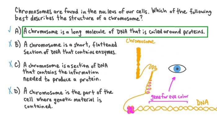 Chromosomes